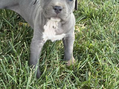 Blue nose pitbull puppies