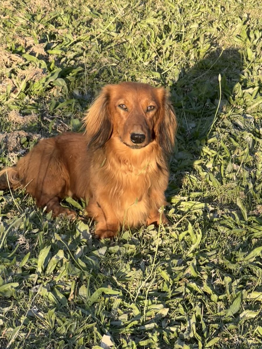 Purebred Mini Long-Haired Dachshund