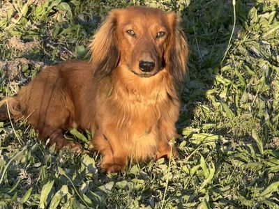 Purebred Mini Long-Haired Dachshund