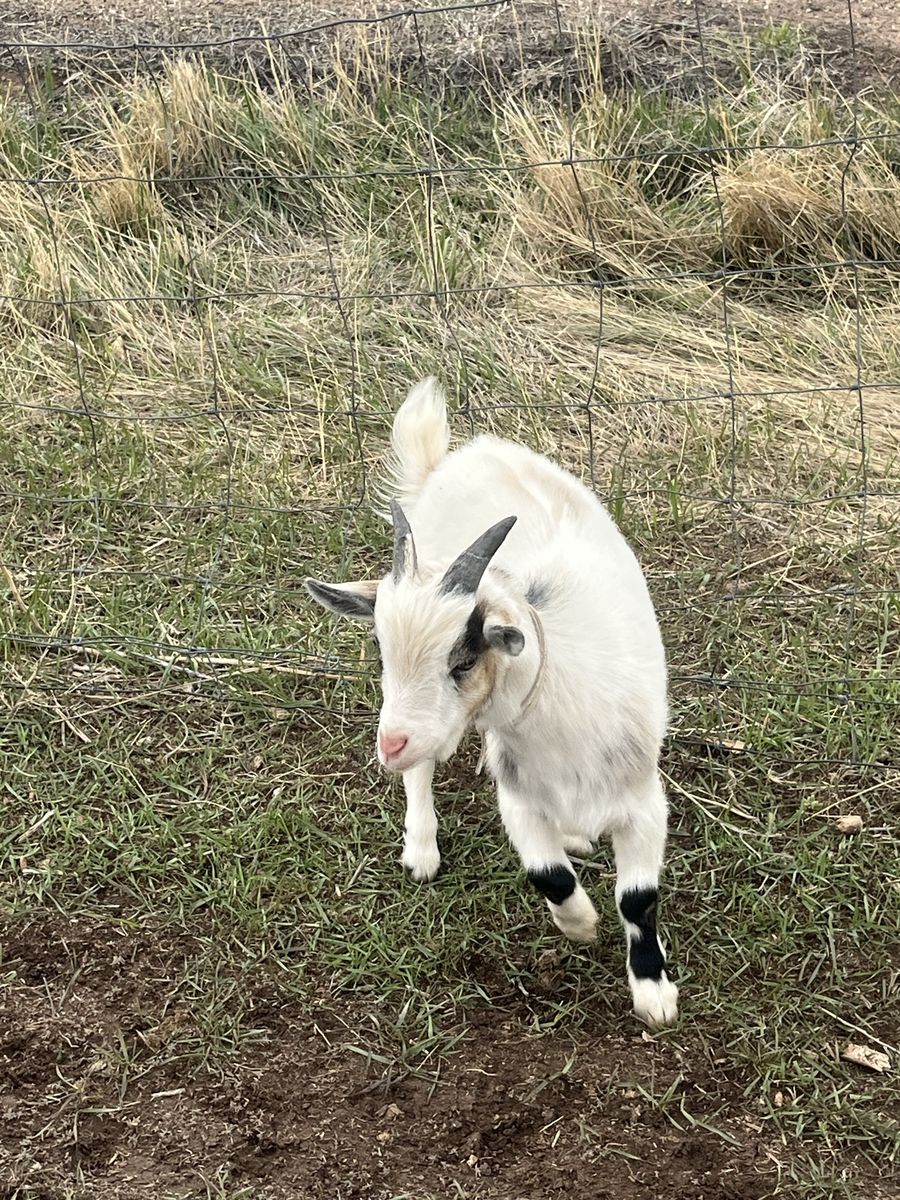 Pigmy Billie