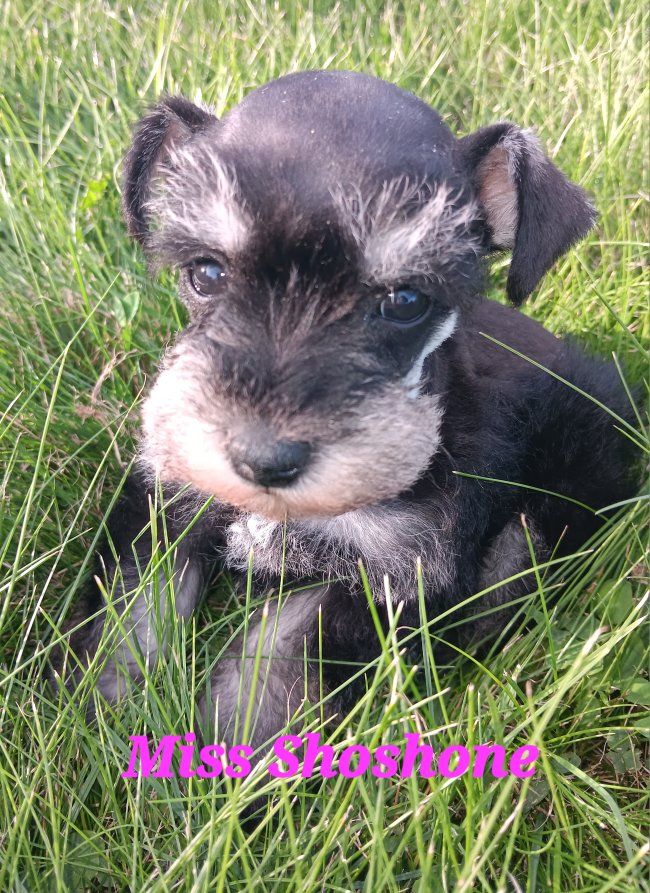 AKC Miniature Schnauzer  Miss Shoshone