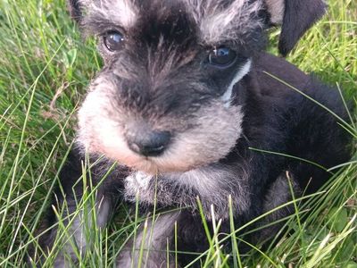 AKC Miniature Schnauzer Miss Shoshone
