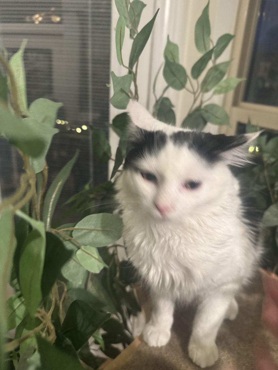 Adorable Mixed Breed Ragdoll Cat - Fixed & Vaccinated, Gets Along with Pets