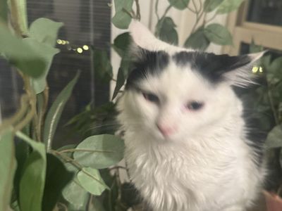 Adorable Mixed Breed Ragdoll Cat - Fixed & Vaccinated, Gets Along with Pets