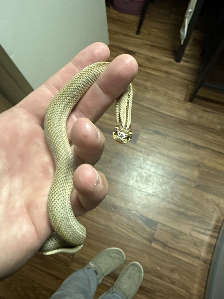 Hognose Super Conda Female