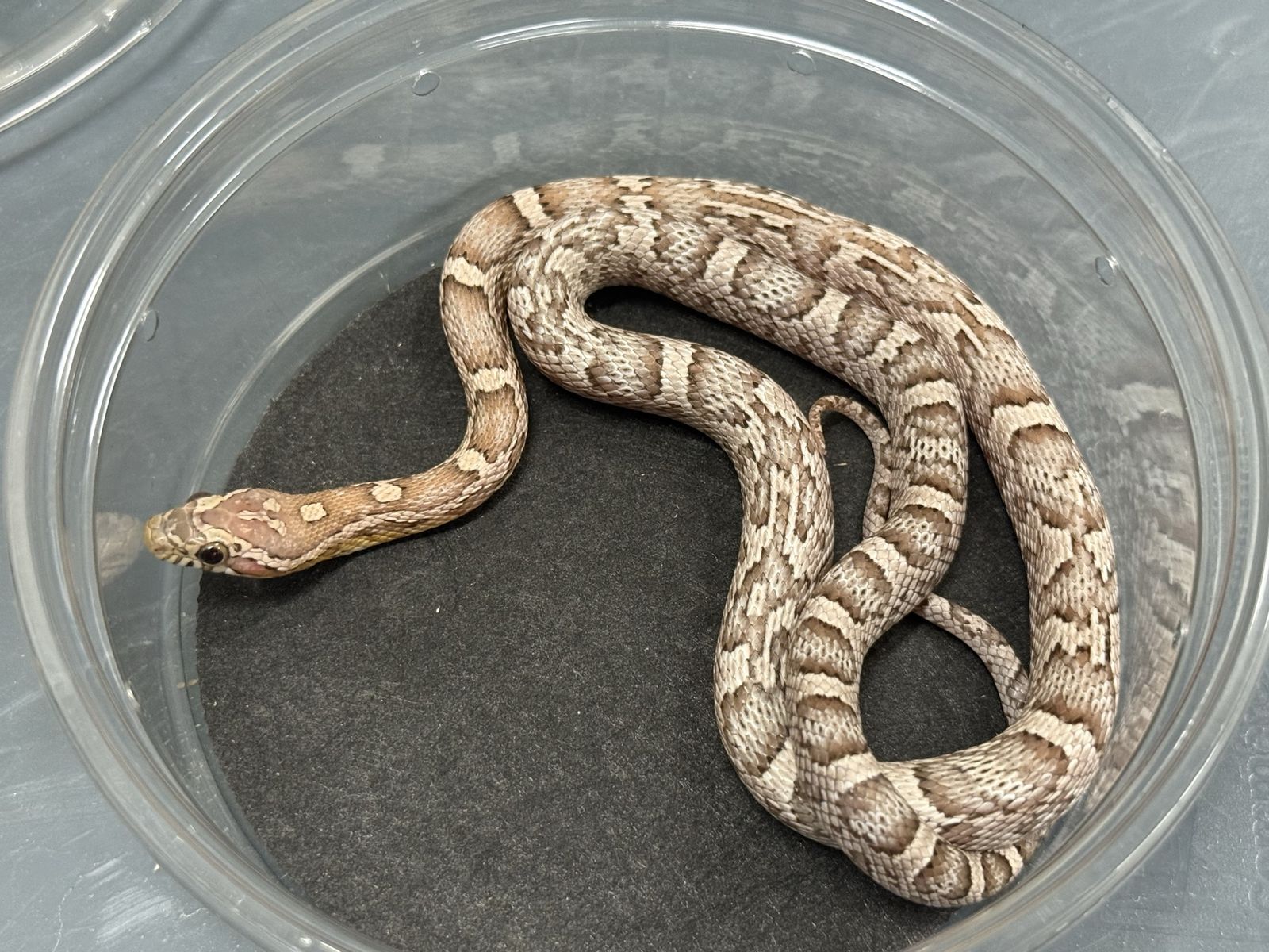 Ghost cornsnake