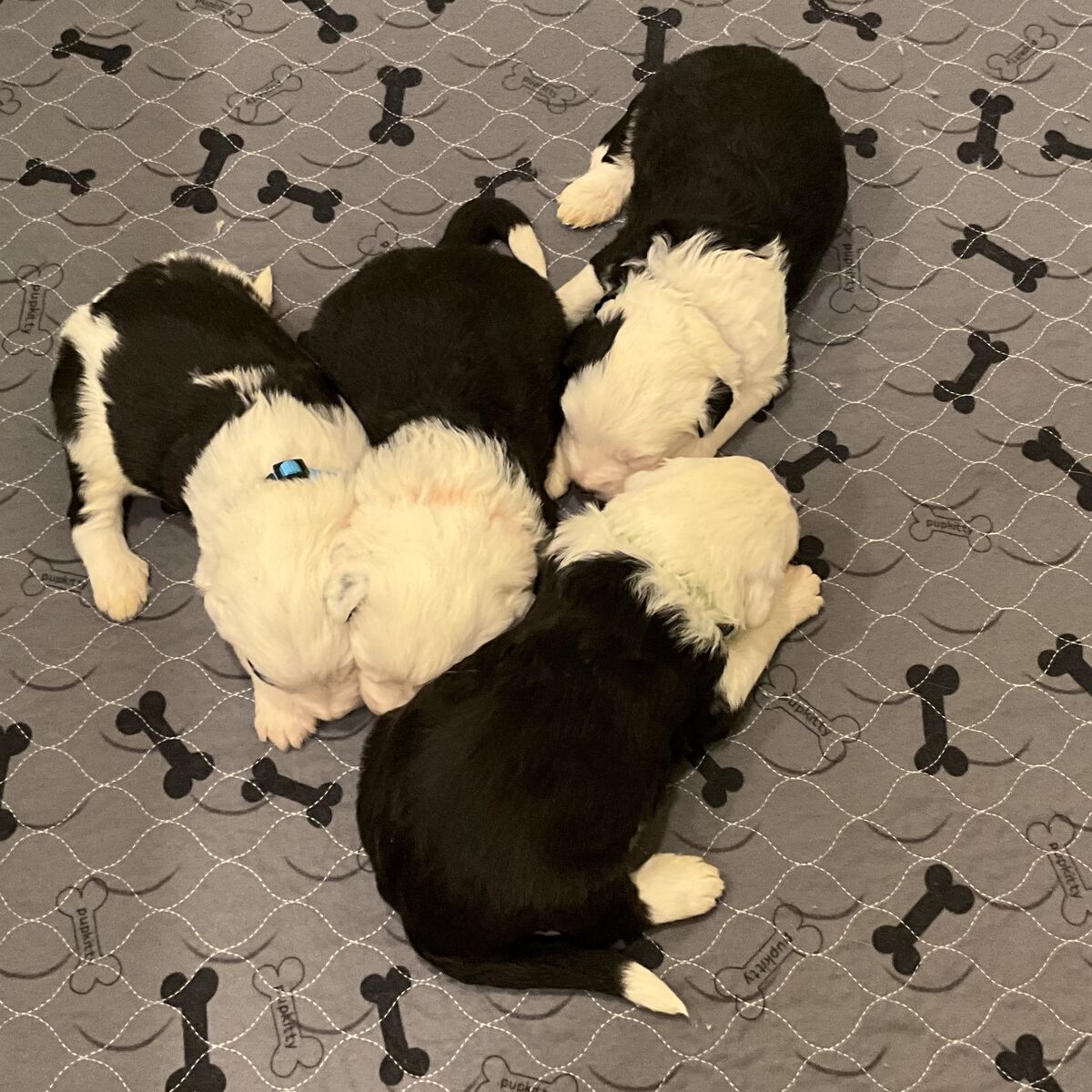 Old English Sheepdog, OES