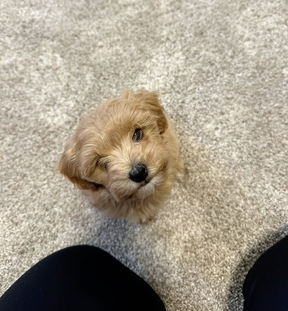Maltese Poodle (Maltipoo) Puppies!