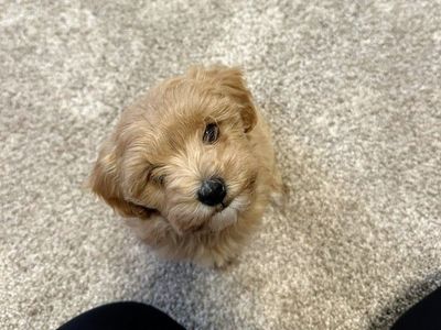 Maltese Poodle (Maltipoo) Puppies!