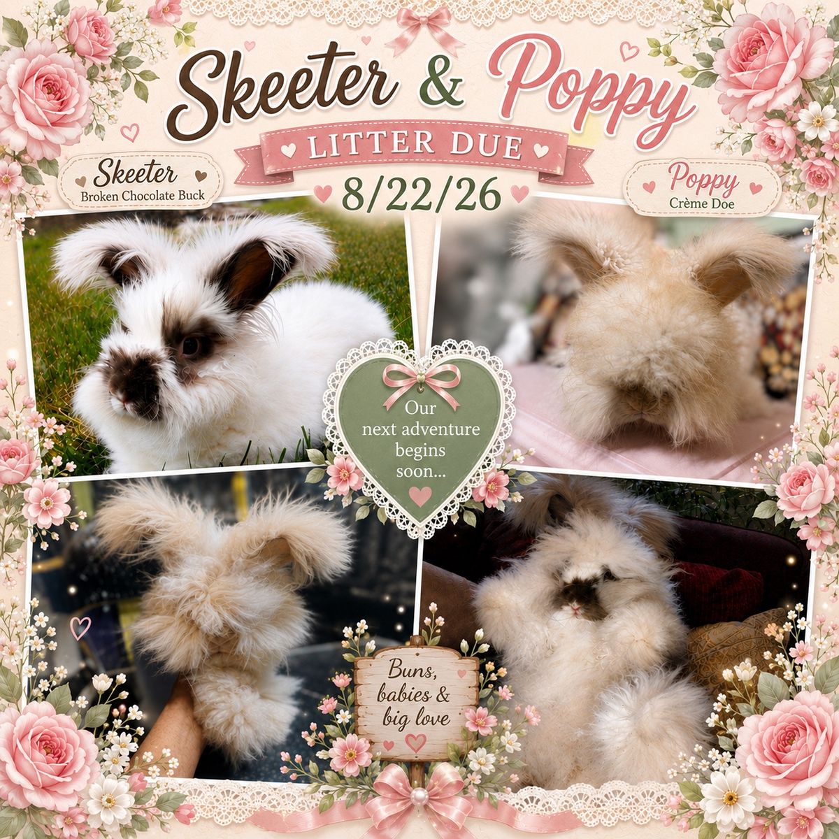 Full Face English Angora Rabbit Litter Announcement - Skeeter & Poppy Due 8/22/26