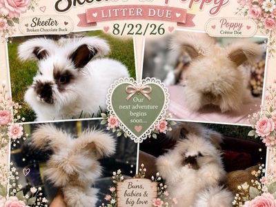Full Face English Angora Rabbit Litter Announcement - Skeeter & Poppy Due 8/22/26