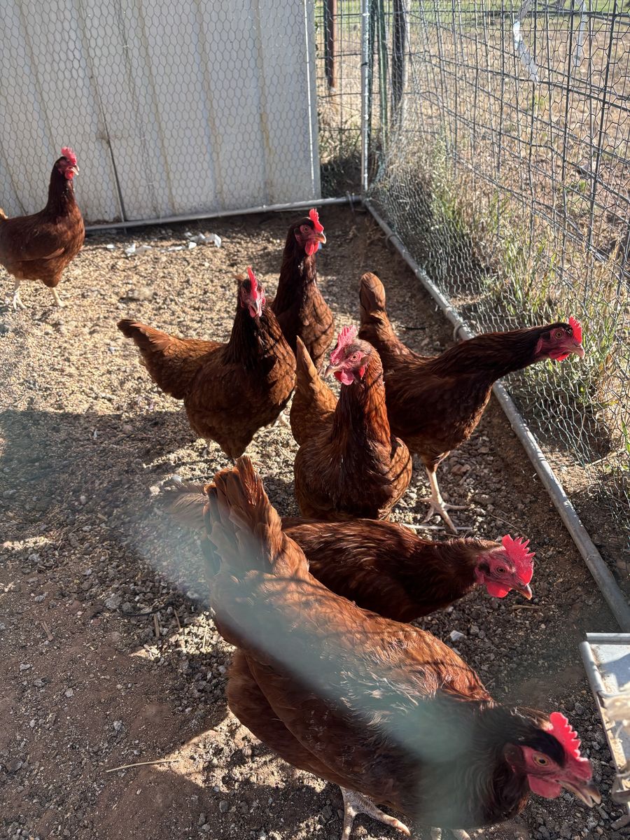 RIR laying hens