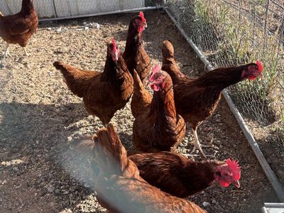 RIR laying hens