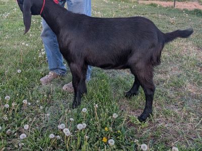 Nubian Wether for sale