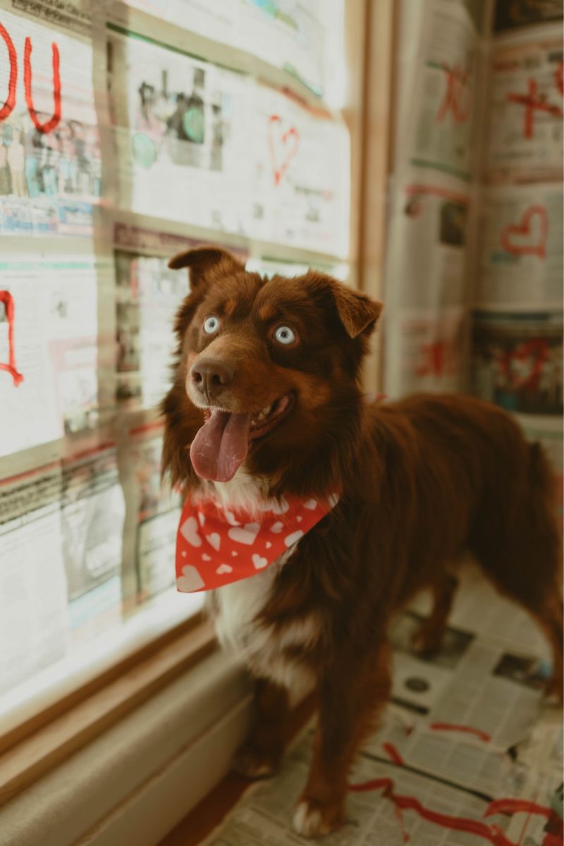 Mini Aussie stud/ mini Australian Shepherd Stud