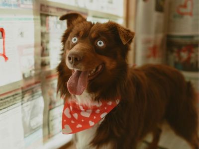 Mini Aussie stud/ mini Australian Shepherd Stud