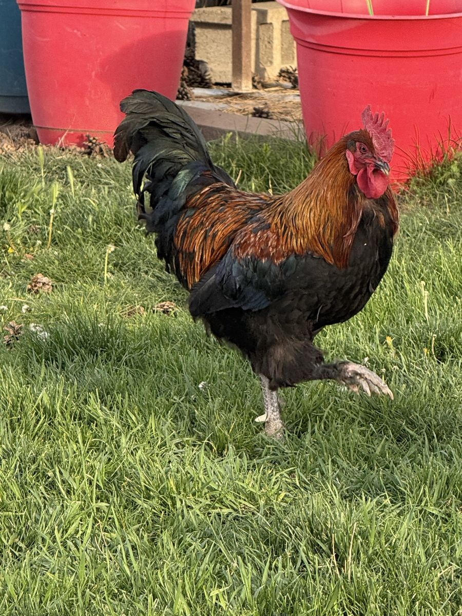 Black Copper Marans Rooster