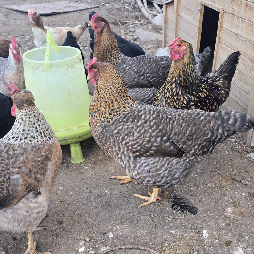 Crele Bielefelder Hens