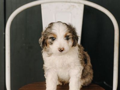 mini/toy aussiedoodles