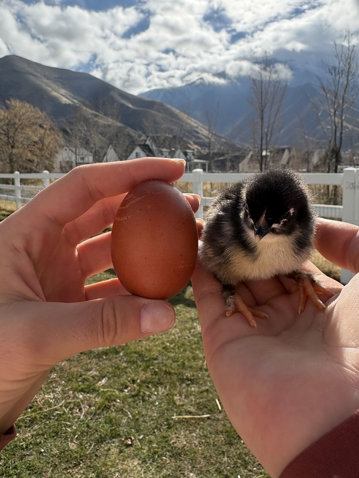 Black Copper Maran Chicks