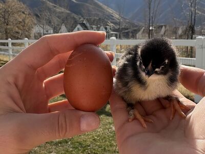 Black Copper Maran Chicks