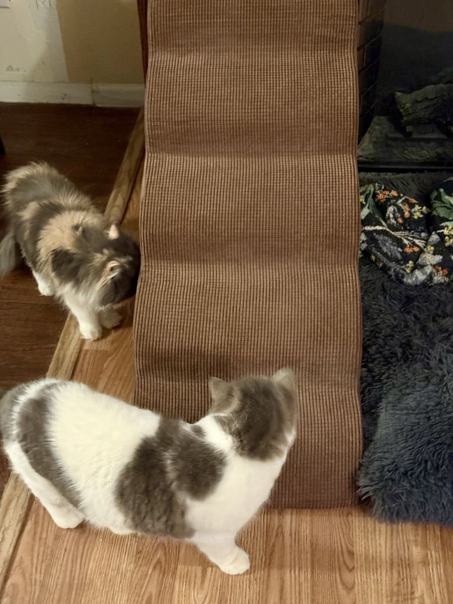 Pet Stairs