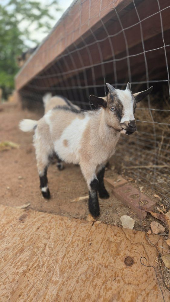 Nigerian Dwarf baby Goat males