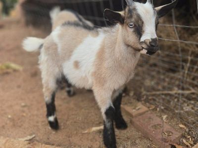 Nigerian Dwarf baby Goat males