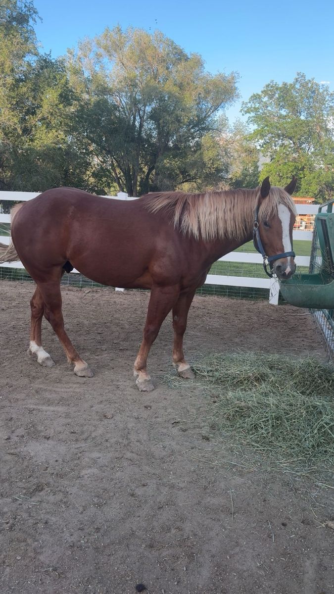 2021 AQHA Gelding