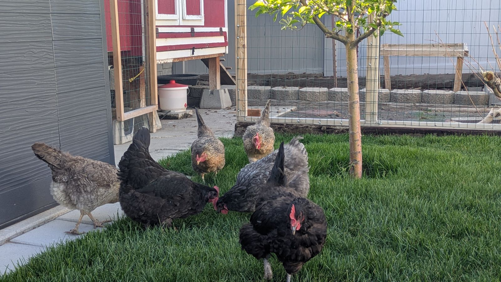 Backyard Flock of Laying Hens