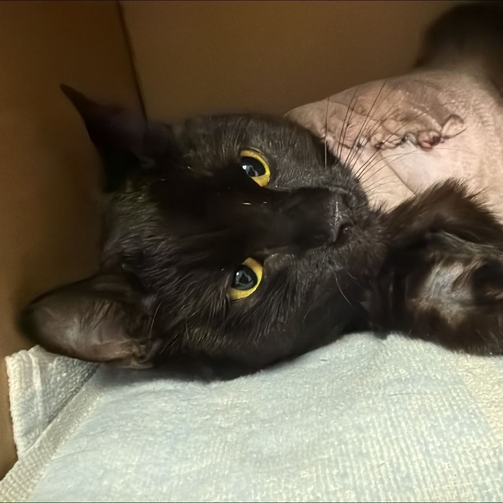 Hello my name is Conjure