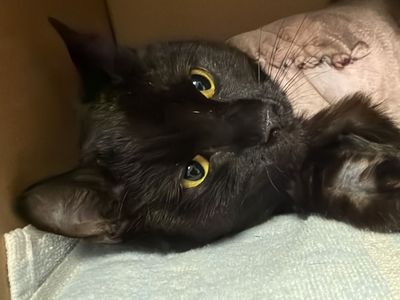 Hello my name is Conjure