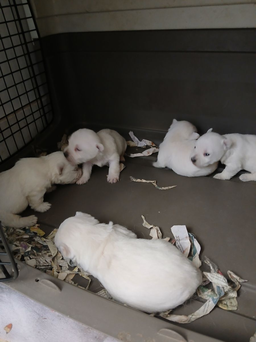 West Highland White Terrier puppies westie AKC