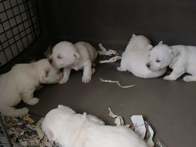 West Highland White Terrier puppies westie AKC