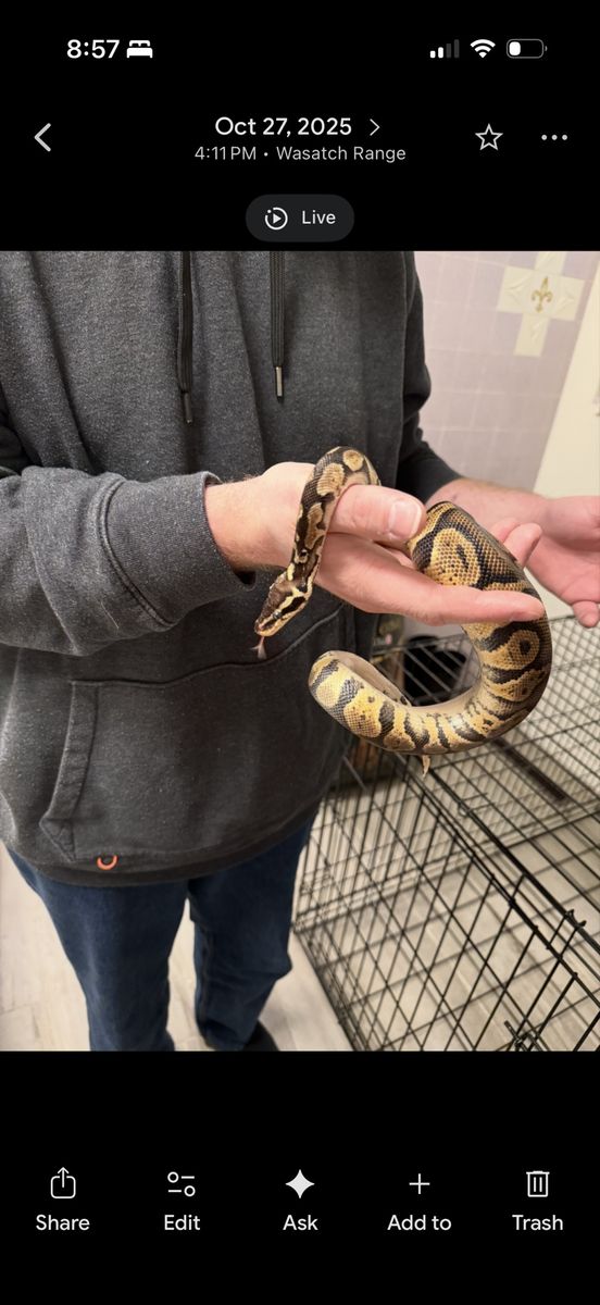 Ball Python