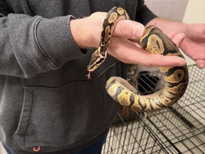 Ball Python