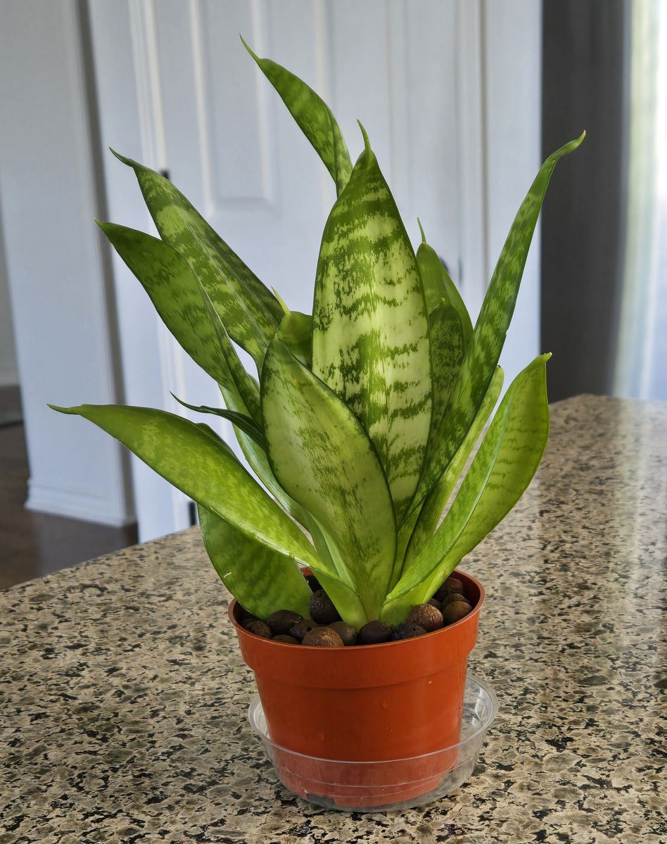 Sansevieria ( Snake ) Plant