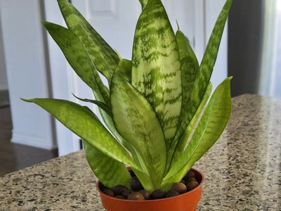 Sansevieria ( Snake ) Plant