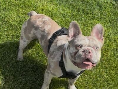 AKC French Bulldog For Stud