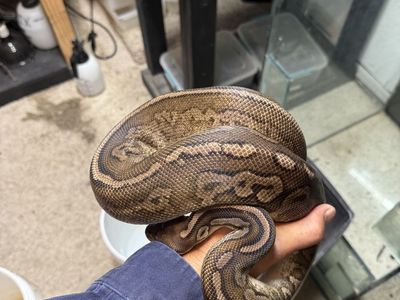 Pewter Ball Python