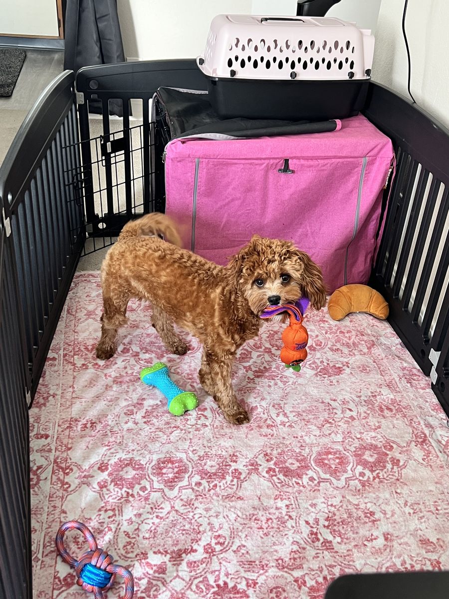 Female Toy Cavapoo