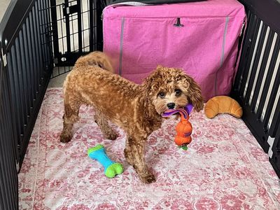 Female Toy Cavapoo