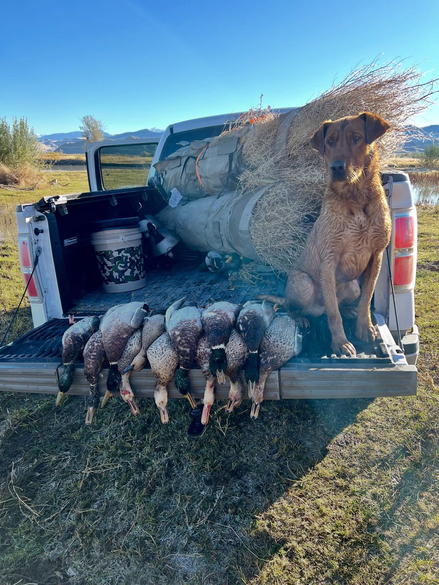 AKC Labrador Stud - EIC/CNM Clear - Central Utah