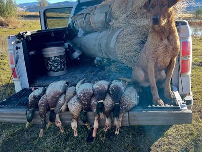 AKC Labrador Stud - EIC/CNM Clear - Central Utah