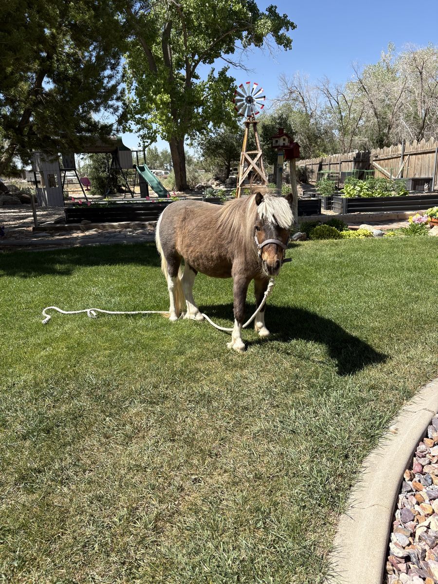 Mini Horse