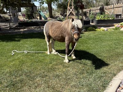 Mini Horse