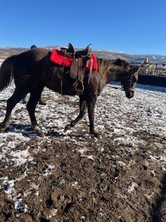 Super well bred coming 2 year old gelding speed bred
