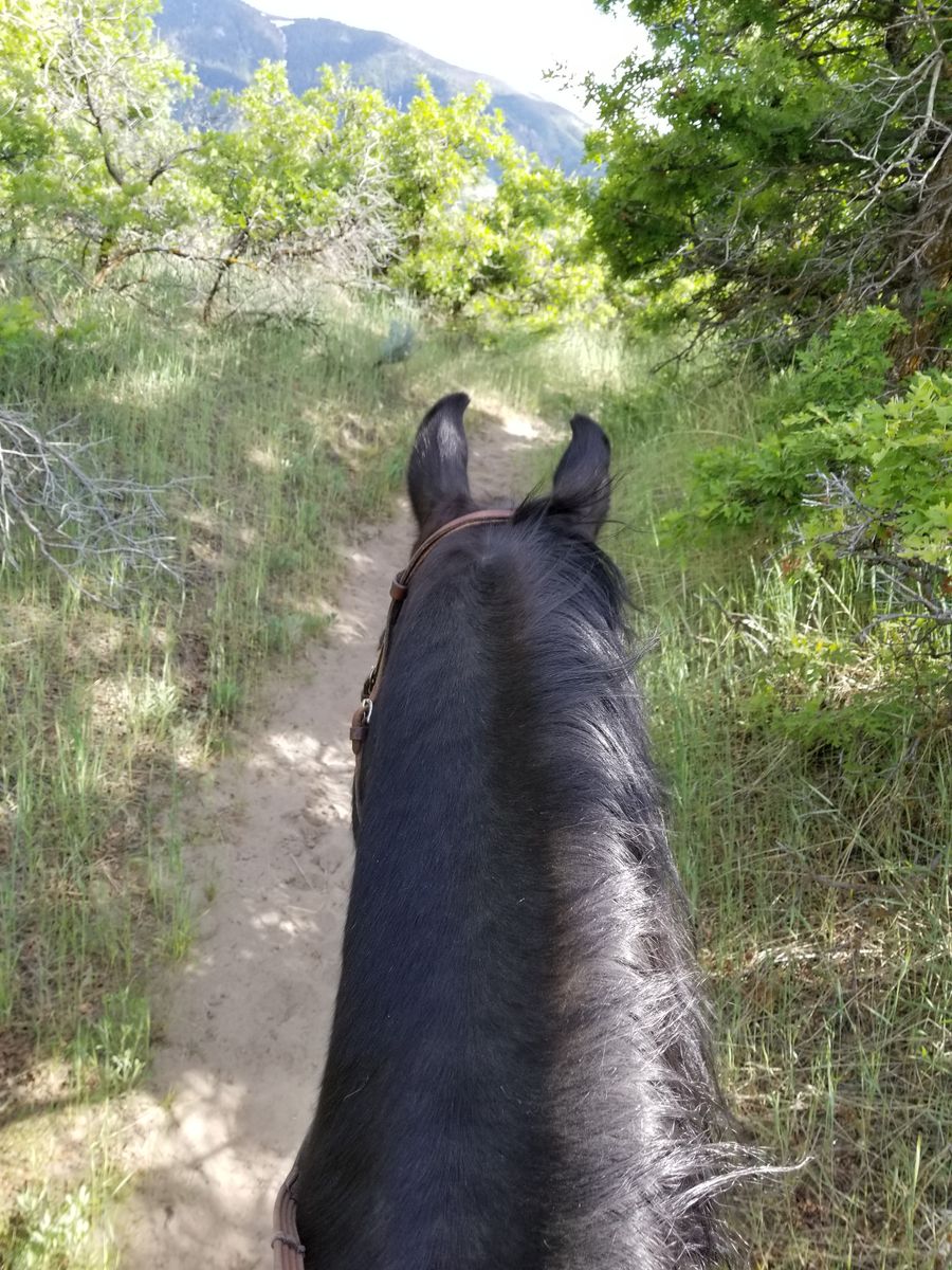 Horse or Animal Boarding Paddock for Rent