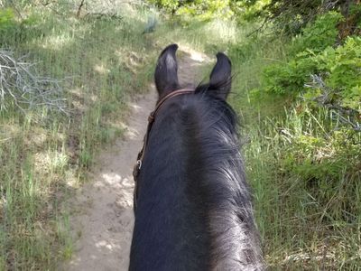 Horse or Animal Boarding Paddock for Rent