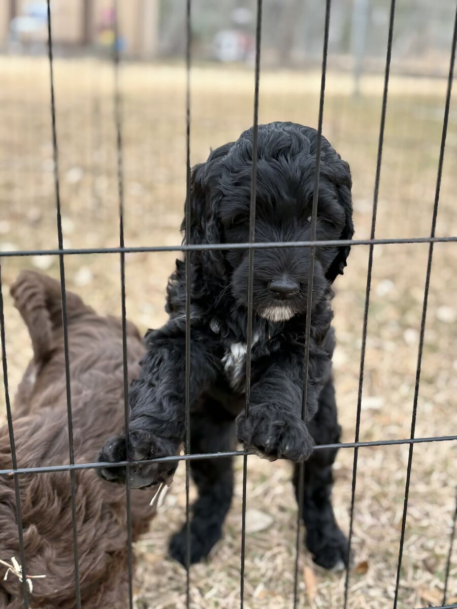 Golden Sheep-a-doodle girl ready to go home $800 will be about 40 lbs